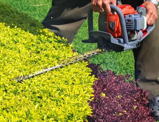 Neatly trimmed ornamental bushes and shrubs