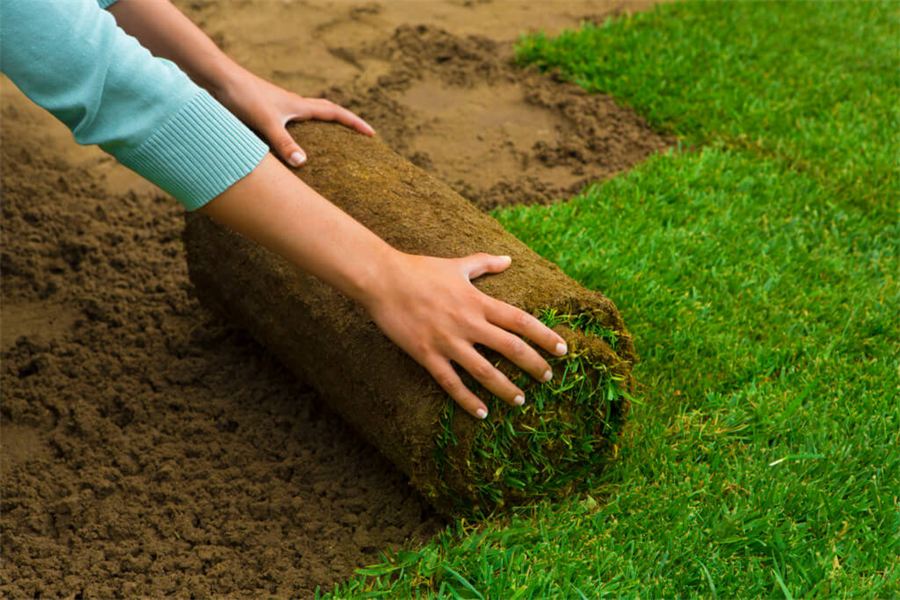 Fresh sod laid on a green lawn
