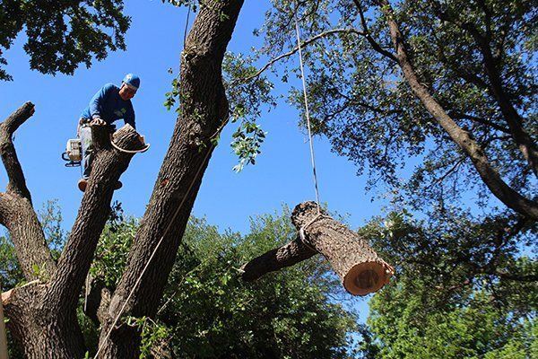 Tree removal in progress on a residential property