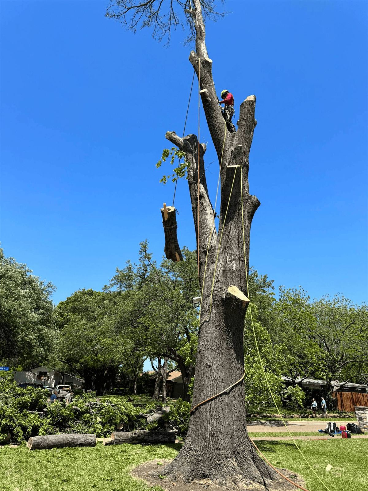 Climber pruning a large oak with rigging ropes