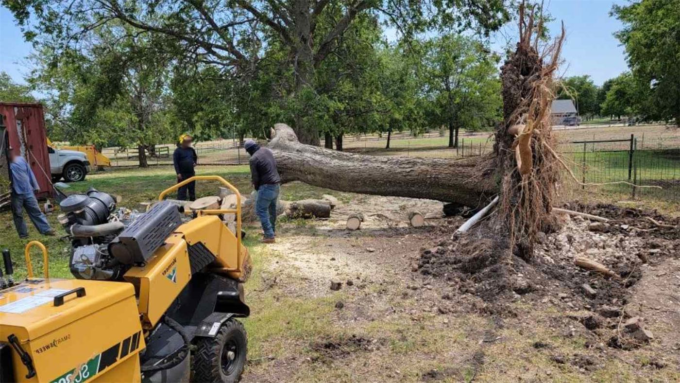 Carlos Jr. Tree Service crew working a large tree removal with a stump grinder on site