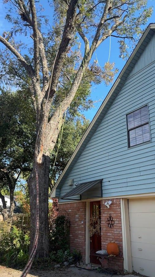 Tree limbs overhanging a house roof being roped down