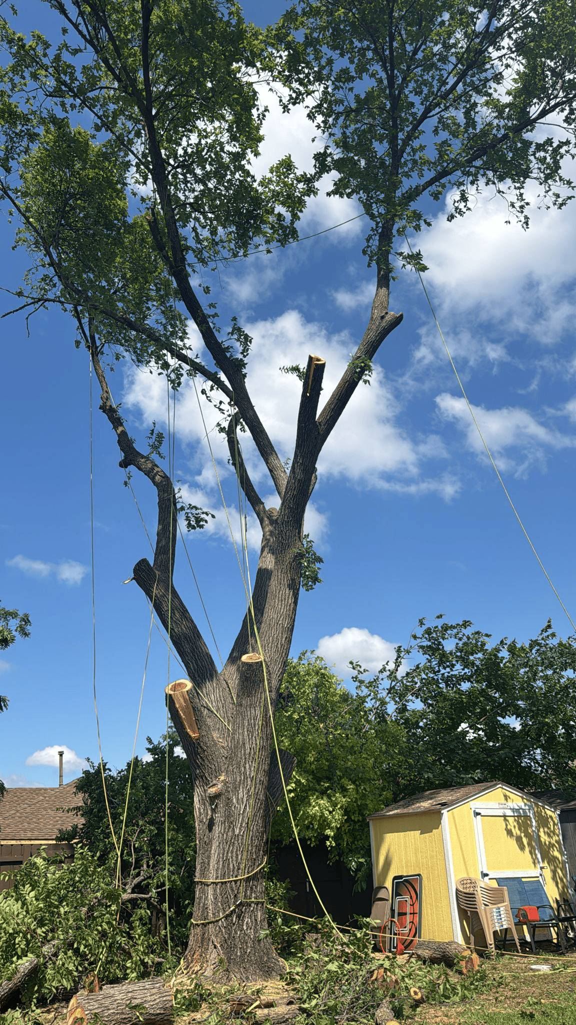Large tree taken down in a backyard with rigging lines set