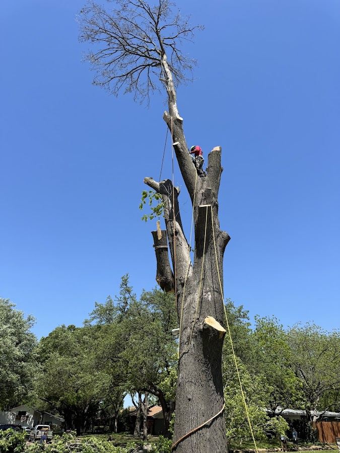 Climber removing a tall bare trunk in stages